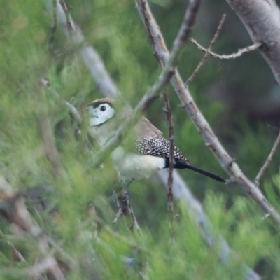 Stizoptera bichenovii (Double-barred Finch) at Woodstock Nature Reserve - 23 Sep 2022 by wombey