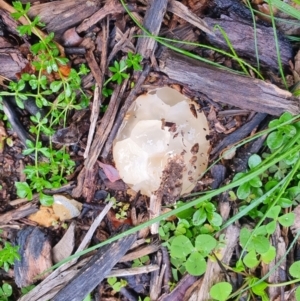 zz stinkhorn - miscellaneous at Curtin, ACT - 14 Aug 2022 03:20 PM