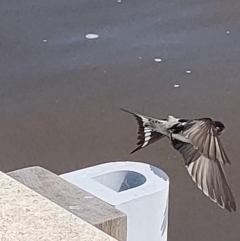 Hirundo neoxena (Welcome Swallow) at Parkes, ACT - 24 Sep 2022 by KateU