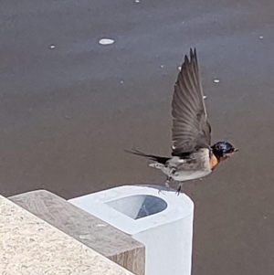 Hirundo neoxena at Parkes, ACT - 24 Sep 2022