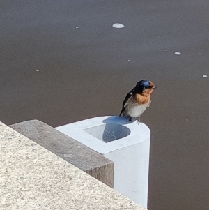 Hirundo neoxena at Parkes, ACT - 24 Sep 2022