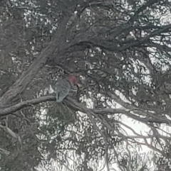 Callocephalon fimbriatum (Gang-gang Cockatoo) at Mawson, ACT - 19 Jul 2022 by KateU