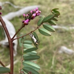 Philobota lysizona at Hall, ACT - 23 Sep 2022 04:39 PM