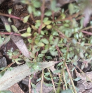 Poranthera microphylla at Aranda, ACT - 24 Sep 2022