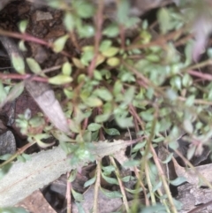 Poranthera microphylla (Small Poranthera) at Aranda, ACT - 24 Sep 2022 by lbradley