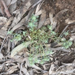 Poranthera microphylla at Aranda, ACT - 24 Sep 2022