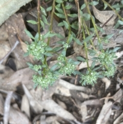 Poranthera microphylla at Aranda, ACT - 24 Sep 2022 12:53 PM