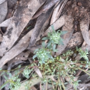 Poranthera microphylla at Aranda, ACT - 24 Sep 2022 12:53 PM