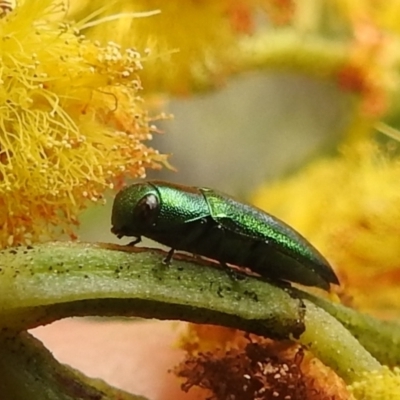 Melobasis obscurella (Obscurella jewel beetle) at Lions Youth Haven - Westwood Farm A.C.T. - 24 Sep 2022 by HelenCross