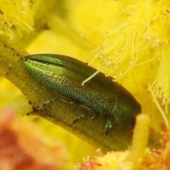 Melobasis obscurella at Stromlo, ACT - 24 Sep 2022 11:19 AM