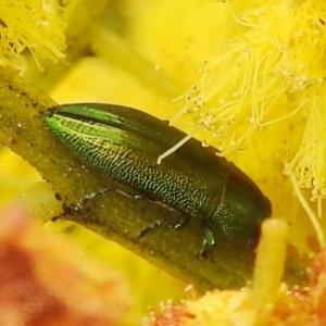 Melobasis obscurella at Stromlo, ACT - 24 Sep 2022 11:19 AM