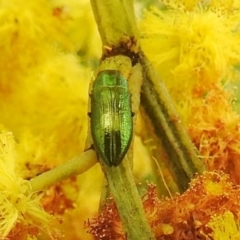 Melobasis obscurella at Stromlo, ACT - 24 Sep 2022 11:19 AM