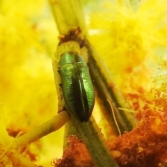 Melobasis obscurella at Stromlo, ACT - 24 Sep 2022 11:19 AM