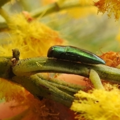 Melobasis obscurella at Stromlo, ACT - 24 Sep 2022 11:19 AM