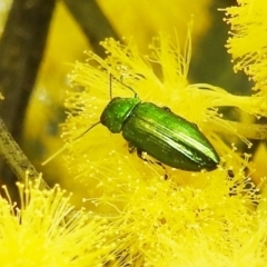 Melobasis obscurella (Obscurella jewel beetle) at Lions Youth Haven - Westwood Farm A.C.T. - 24 Sep 2022 by HelenCross