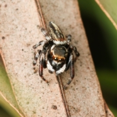 Maratus scutulatus (A jumping spider) at Murrumbateman, NSW - 24 Sep 2022 by amiessmacro
