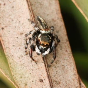 Maratus scutulatus at Murrumbateman, NSW - 24 Sep 2022