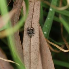 Maratus scutulatus at Murrumbateman, NSW - 24 Sep 2022