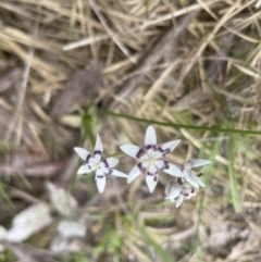 Wurmbea dioica subsp. dioica at Aranda, ACT - 24 Sep 2022 01:14 PM