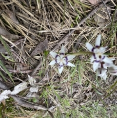 Wurmbea dioica subsp. dioica at Aranda, ACT - 24 Sep 2022 01:14 PM