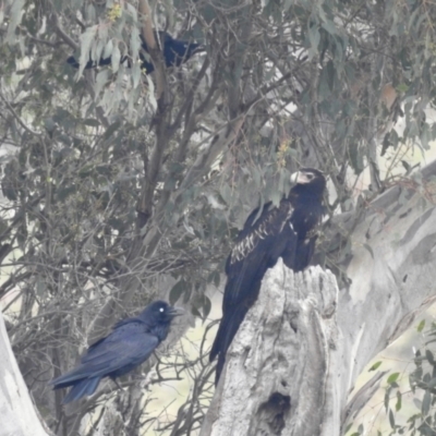 Aquila audax (Wedge-tailed Eagle) at Lions Youth Haven - Westwood Farm A.C.T. - 23 Sep 2022 by HelenCross