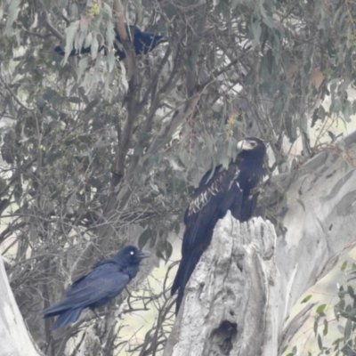 Aquila audax (Wedge-tailed Eagle) at Lions Youth Haven - Westwood Farm - 23 Sep 2022 by HelenCross
