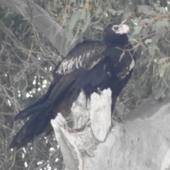 Aquila audax at Stromlo, ACT - 24 Sep 2022