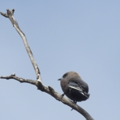 Artamus cyanopterus cyanopterus (Dusky Woodswallow) at Lions Youth Haven - Westwood Farm A.C.T. - 24 Sep 2022 by HelenCross