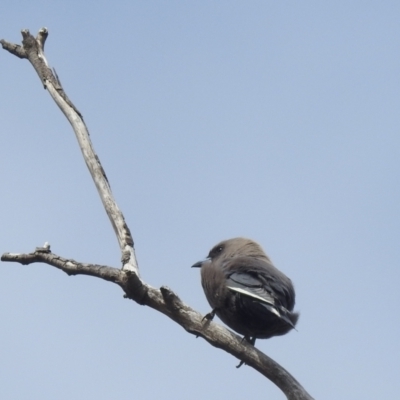 Artamus cyanopterus (Dusky Woodswallow) at Lions Youth Haven - Westwood Farm A.C.T. - 24 Sep 2022 by HelenCross