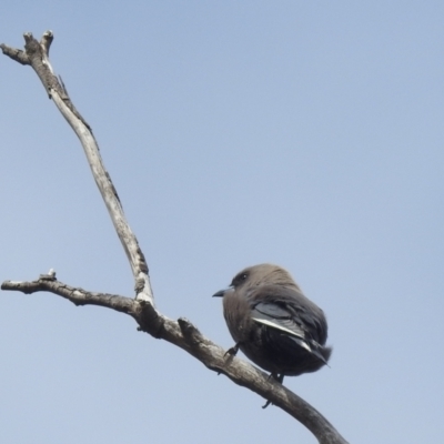 Artamus cyanopterus (Dusky Woodswallow) at Stromlo, ACT - 24 Sep 2022 by HelenCross