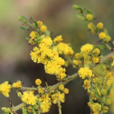 Acacia paradoxa (Kangaroo Thorn) at Nail Can Hill - 24 Sep 2022 by KylieWaldon