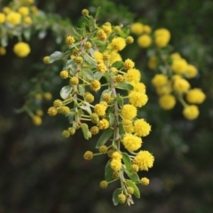 Acacia paradoxa at Albury, NSW - 24 Sep 2022 10:24 AM