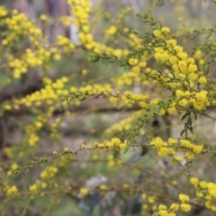 Acacia paradoxa at Albury, NSW - 24 Sep 2022