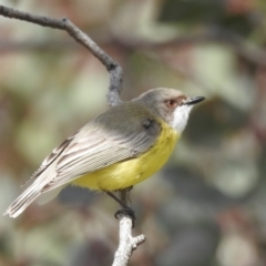 Gerygone olivacea (White-throated Gerygone) at Lions Youth Haven - Westwood Farm A.C.T. - 24 Sep 2022 by HelenCross