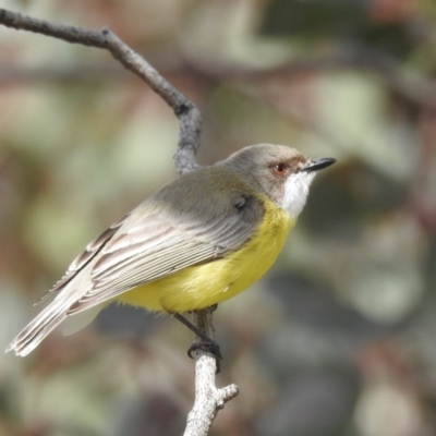 Gerygone olivacea (White-throated Gerygone) at Lions Youth Haven - Westwood Farm A.C.T. - 24 Sep 2022 by HelenCross