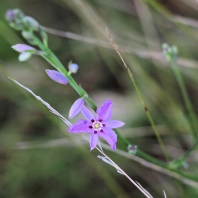 Arthropodium strictum (Chocolate Lily) at Albury - 24 Sep 2022 by KylieWaldon