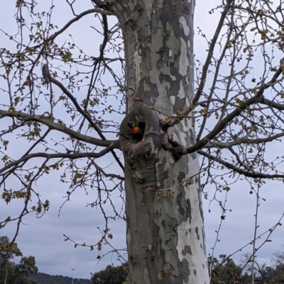 Trichoglossus moluccanus (Rainbow Lorikeet) at Albury - 23 Sep 2022 by Darcy