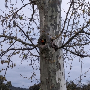 Trichoglossus moluccanus (Rainbow Lorikeet) at suppressed by Darcy
