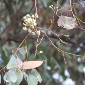 Eucalyptus polyanthemos at Stromlo, ACT - 24 Sep 2022