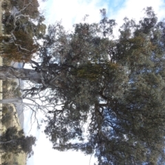 Eucalyptus polyanthemos at Stromlo, ACT - 24 Sep 2022