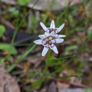 Wurmbea dioica subsp. dioica at Table Top, NSW - 24 Sep 2022 10:36 AM