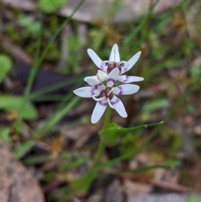 Wurmbea dioica subsp. dioica (Early Nancy) at Tynans Travelling Stock Reserve - 24 Sep 2022 by Darcy