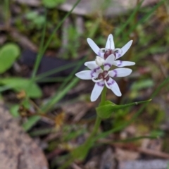 Wurmbea dioica subsp. dioica at Table Top, NSW - 24 Sep 2022