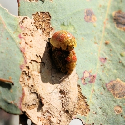 Paropsisterna fastidiosa (Eucalyptus leaf beetle) at Nail Can Hill - 24 Sep 2022 by KylieWaldon