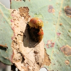 Paropsisterna fastidiosa (Eucalyptus leaf beetle) at Albury, NSW - 24 Sep 2022 by KylieWaldon