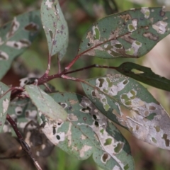 Paropsisterna fastidiosa at Albury, NSW - 24 Sep 2022