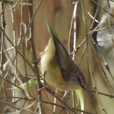 Acanthiza lineata (Striated Thornbill) at Tallong, NSW - 14 Sep 2022 by GlossyGal