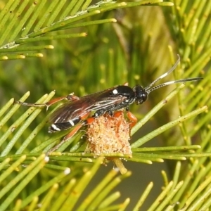 Ichneumon promissorius at Stromlo, ACT - 24 Sep 2022