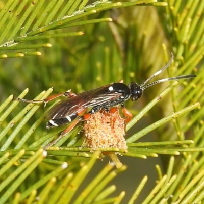 Ichneumon promissorius (Banded caterpillar parasite wasp) at Lions Youth Haven - Westwood Farm - 24 Sep 2022 by HelenCross