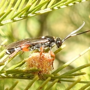 Ichneumon promissorius at Stromlo, ACT - 24 Sep 2022